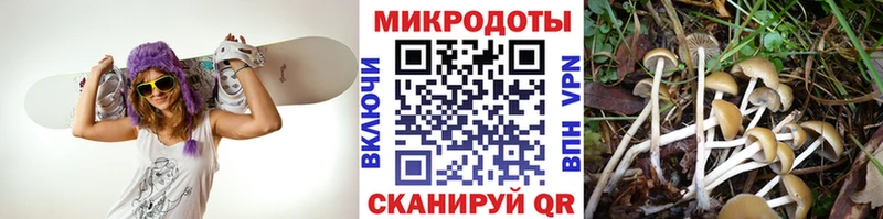 Псилоцибиновые грибы мицелий Мостовской